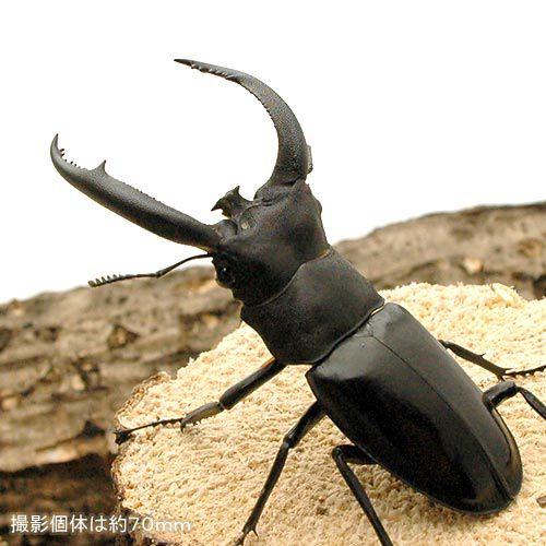 昆虫）リノケロスフタマタクワガタ スマトラ ジャンビ産 成虫 WD