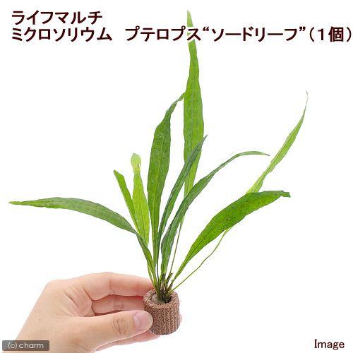 チャーム（charm） （水草）ライフマルチ（茶）ミクロソリウム