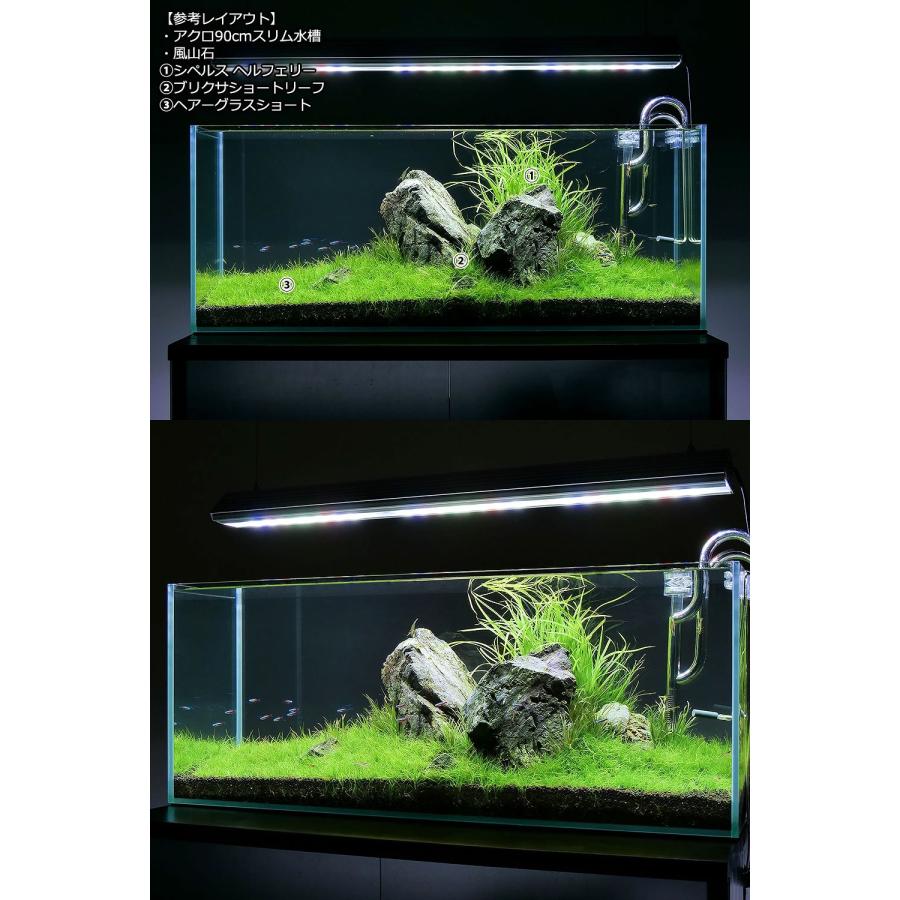 チャーム（charm） （水草）ブリクサ ショートリーフ（無農薬）（20