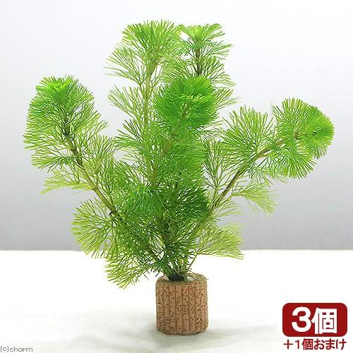 最大85 Offクーポン 水草 メダカ 金魚藻 お一人様３点限り ライフマルチ 茶 カボンバ ３個 １個