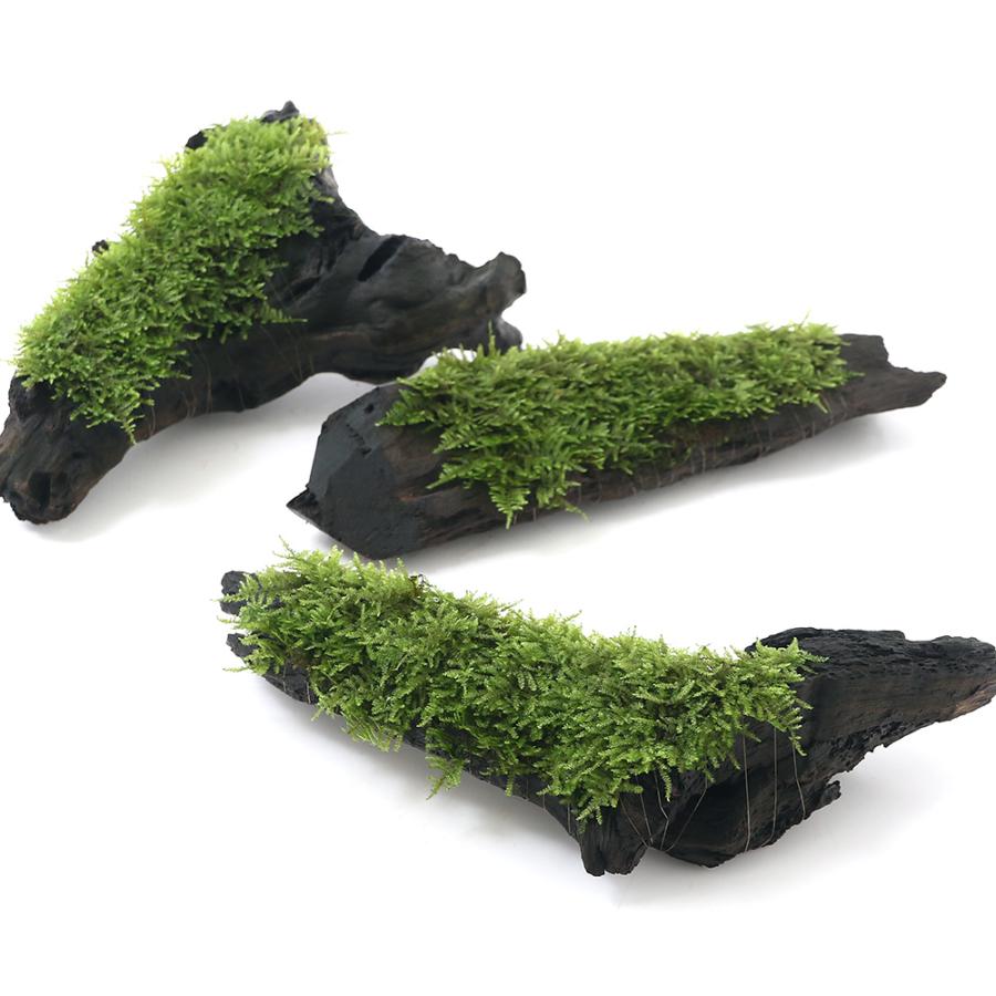 水草 育成済 南米ウィローモス 流木 ｍサイズ 約２０ｃｍ 新発売 550円 水中葉 無農薬 １本 北海道航空便要保温2