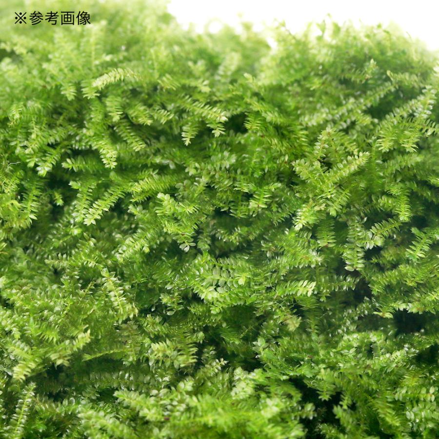 水草 育成済 南米ウィローモス 流木 ｍサイズ 約２０ｃｍ 新発売 550円 水中葉 無農薬 １本 北海道航空便要保温2