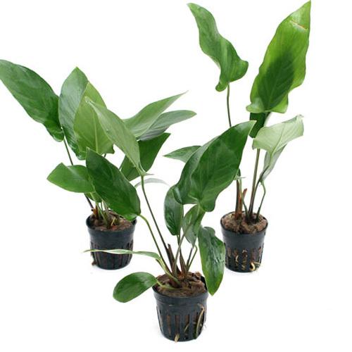 人気が高い 水草 アヌビアス ハスティフォリア ３ポット分