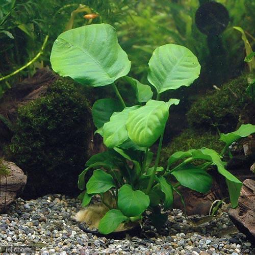 チャーム（charm） （水草）アヌビアス バルテリーsp． リンクル