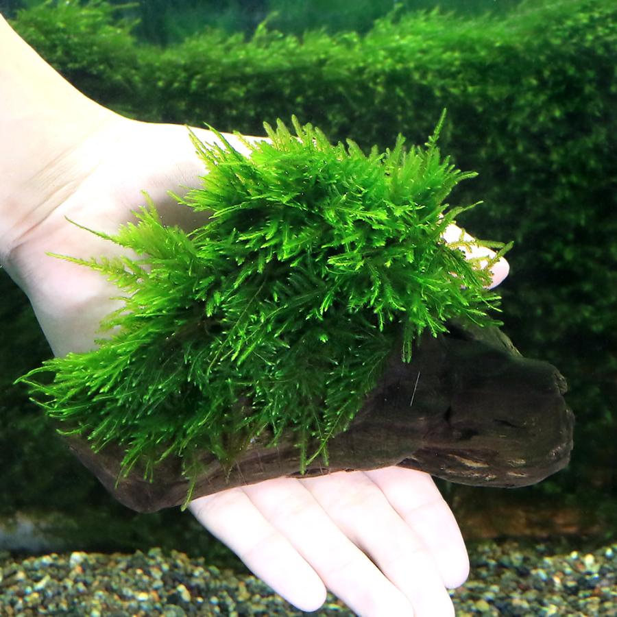 チャーム（charm） （水草）☆育成済☆ ジャイアント南米ウィローモス