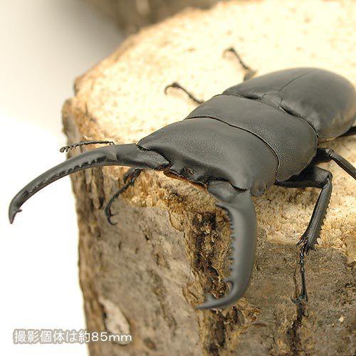 昆虫）パラワンオオヒラタクワガタ ガントン産 成虫 WD 90