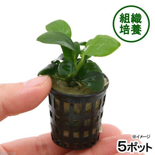 水草）☆組織培養☆ アヌビアスナナ（無農薬）（5ポット分