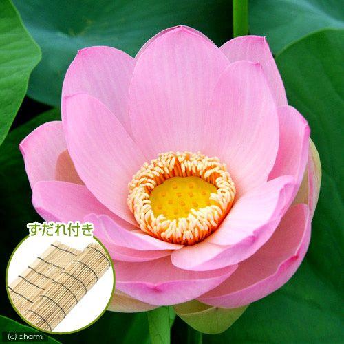 コンビニ受取対応商品 ビオトープ 蓮 ハス ピンク ペキネンシス ルブラ １ポット すだれ付き 沖縄別途送料 最新コレックション Amalgamatedplantations Co In