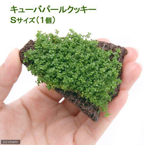 チャーム（charm） （水草）巻きたて キューバパール スライス溶岩石