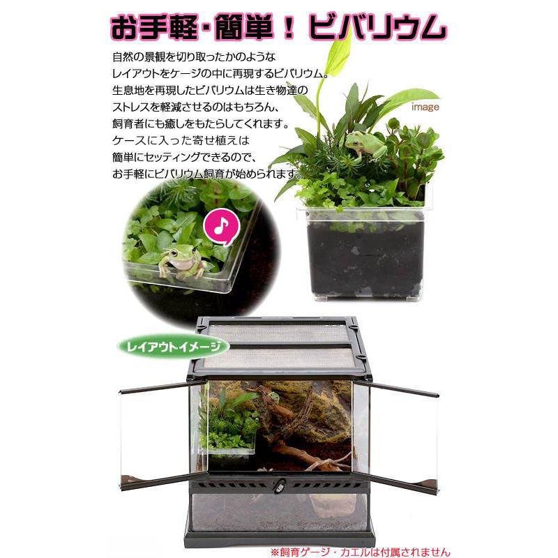 水草 おまかせ 水上葉 鉢植え