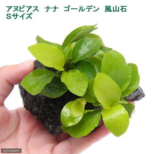 水草 アヌビアスナナ ゴールデン 風山石 ｓサイズ ７ １０ｃｍ程度 水上葉 １個 北海道航空便要保温 チャーム Charm ヤフー店 通販 Yahoo ショッピング