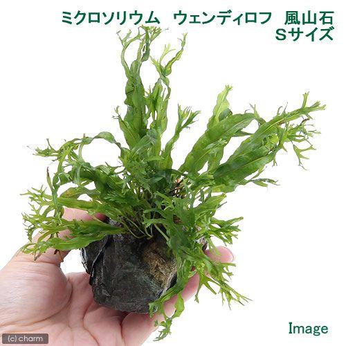 チャーム（charm） （水草）ミクロソリウム ウェンディロフ 風山石 S