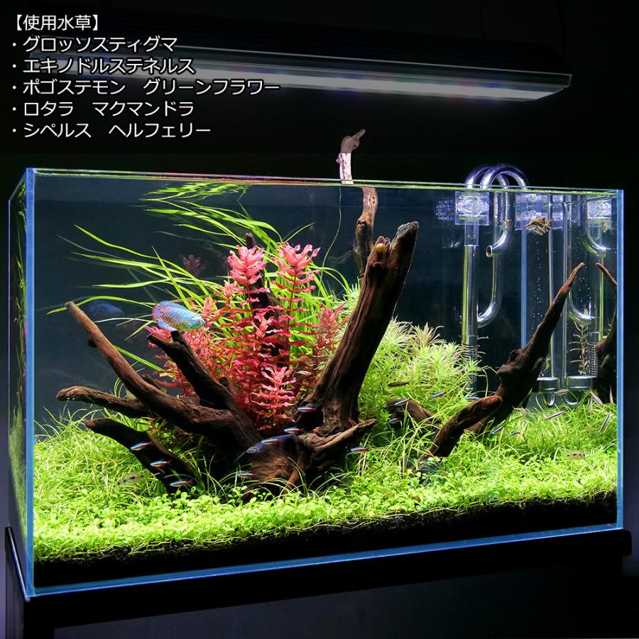 秀逸 水草 水草の草原レイアウトセット ９０ｃｍスリム水槽フルセット 西日本用 ６０ｈｚ 本州四国限定 Riosmauricio Com
