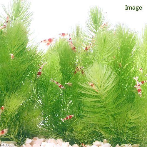 【新鮮な緑色の水草】『マツモ 』1002g 1002MTM002 楽天市場】（水草）国産 無農薬マツモ（30本）メダカ 金魚