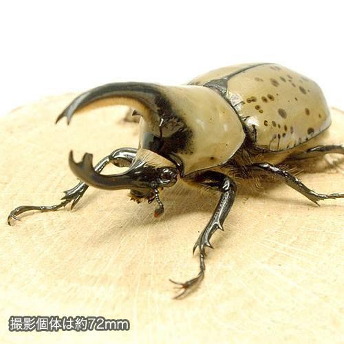昆虫 グラントシロカブト アリゾナ産 幼虫 初 ２令 １匹 外国産カブトムシ チャーム Charm Paypayモール店 通販 Paypayモール