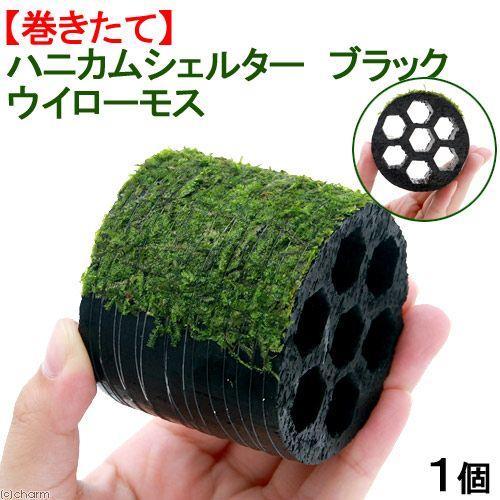 チャーム Charm 店 無農薬 水中葉 ハニカムシェルターブラック 巻きたて １個 水草