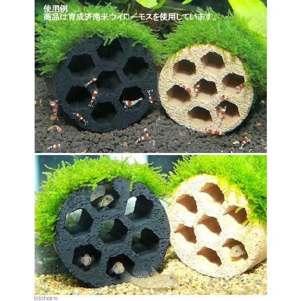 チャーム Charm 店 無農薬 水中葉 ハニカムシェルターブラック 巻きたて １個 水草 ウィローモス