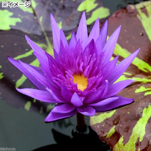 t*m様 オデッセイモールド　ウォーターリリー　睡蓮 オデッセイモールド ウォーターリリー 睡蓮