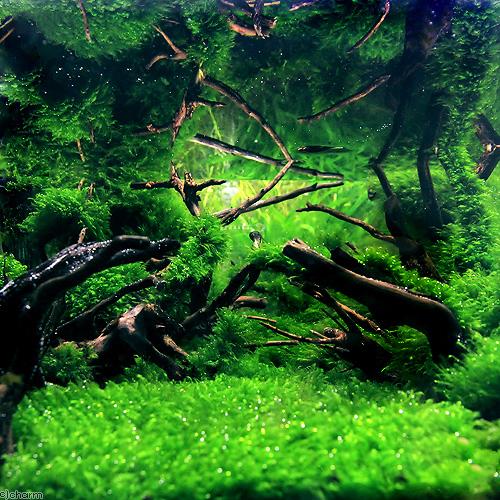 年間ランキング6年連続受賞 水草 ウォーターフェザー バラ 水中葉 無農薬 ３パック