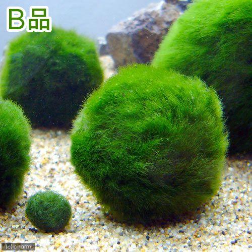 チャーム（charm） （水草）B品 セイヨウマリモ（約3〜6cm）（無