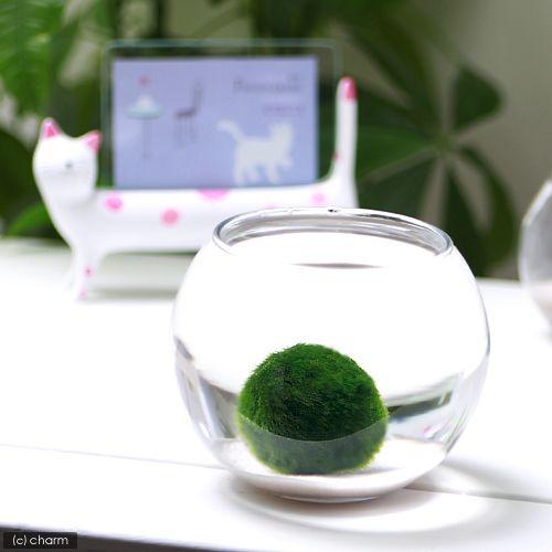 チャーム（charm） （水草）B品 セイヨウマリモ（約3〜6cm）（無