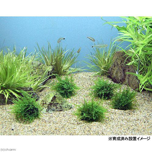 (水草)巻きたて クリスマスモス ボール(無農薬)(1個)|チャーム charm PayPayモール店|02