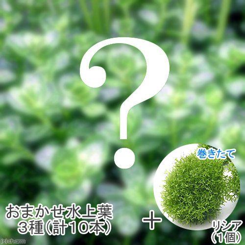 水草 おまかせ水上葉 ３種セット 計１０本 巻きたて リシアボール 水中葉 無農薬 １個 北海道航空便要保温 熱帯魚 アクアリウム用品