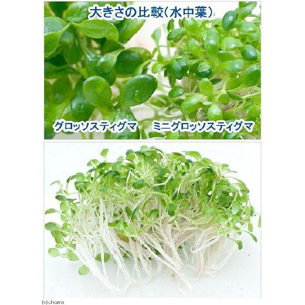 保証書付 水草 ６０ｃｍ水槽用 ミニグロッソ ３ 風山石５ｋｇ 無農薬 １セット 本州四国限定 在庫有 Www Muslimaidusa Org