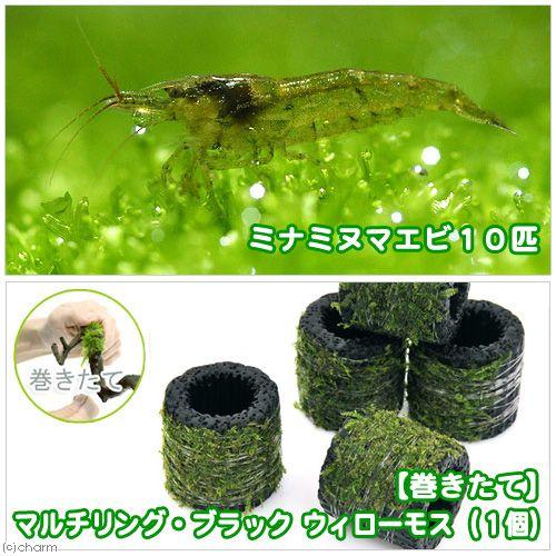 エビ 水草 巻きたて ウィローモス ブラック 黒 １０匹 ミナミヌマエビ マルチリング 無農薬 １