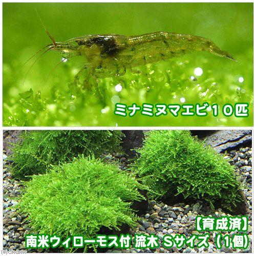 エビ 水草 育成済 南米ウィローモス 流木 ｓｓサイズ 約１０ｃｍ 無農薬 １本 ミナミヌマエビ １０匹 北海道 九州航空便要保温 チャーム Charm ヤフー店 通販 Yahoo ショッピング