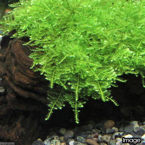 チャーム（charm） （エビ）（水草）育成済 南米ウィローモス 流木