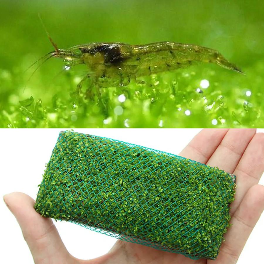 エビ 水草 ミナミヌマエビ １０匹 キューバパールグラス プレート 無農薬 １枚 北海道 九州