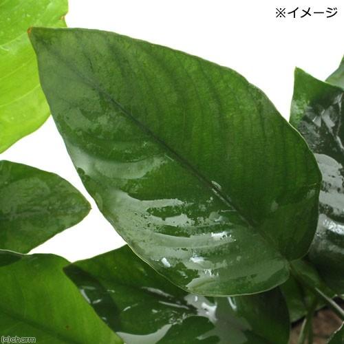 アヌビスバルテリー　10株 アヌビアス バルテリー 'ダイヤモンド' | Ordinary-Aquarium