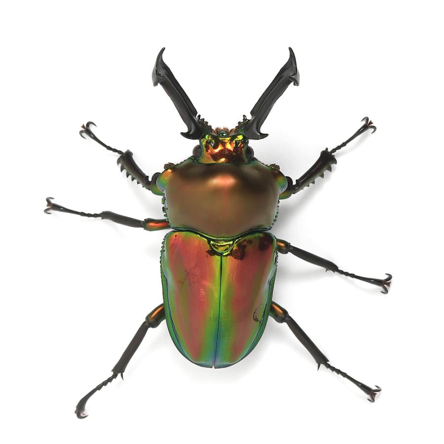 （昆虫）ニジイロクワガタ　クィーンズランド産　成虫　５０〜５４ｍｍ（１ペア）　北海道・九州航空便要保温 | チャーム（ペット） | 03