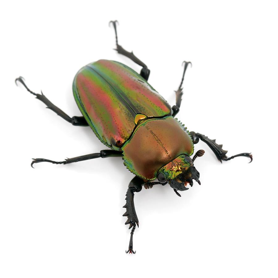 （昆虫）ニジイロクワガタ　クィーンズランド産　成虫　５０〜５４ｍｍ（１ペア）　北海道・九州航空便要保温 | チャーム（ペット） | 04