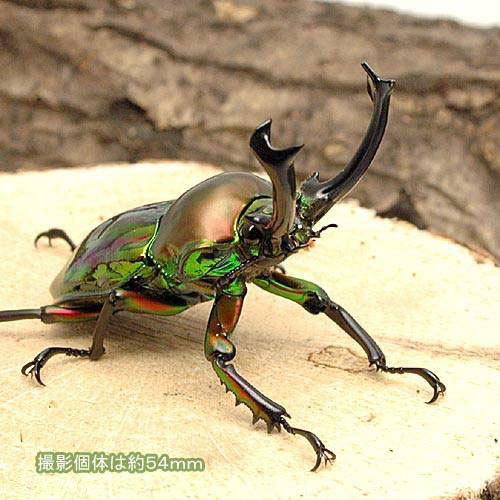 付与 昆虫 ニジイロクワガタ クィーンズランド産 成虫 ５５ ５９ｍｍ １ペア ファッション通販