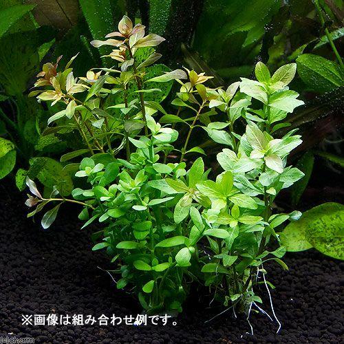 超歓迎された 水草 半水中葉 おまかせ水草 鉛巻き 無農薬 ３個セット Riosmauricio Com