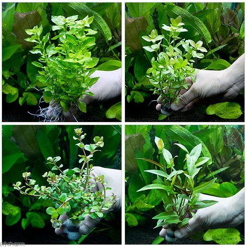 超歓迎された 水草 半水中葉 おまかせ水草 鉛巻き 無農薬 ３個セット Riosmauricio Com