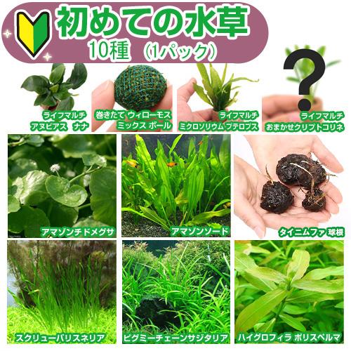 新鮮な水草 手のひらサイズ チャーム（charm） （水草）初めての水草 10種（1パック）説明書付