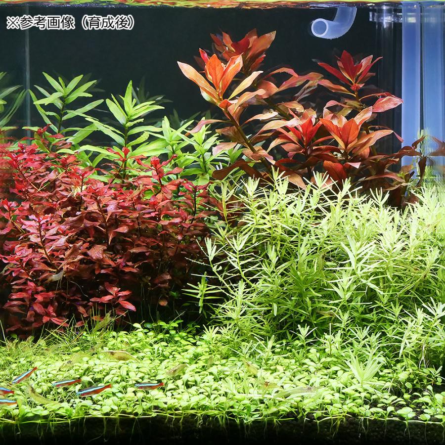 （水草）おまかせ水上葉　レイアウトセット　３０ｃｍ水槽用　６種　＋マルチリングブラック　アヌビアスナナ（１個）