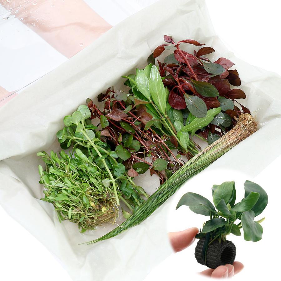 762円 以上節約 水草 おまかせ水上葉 レイアウトセット ３０ｃｍ水槽用 ６種 マルチリングブラック アヌビアスナナ １個