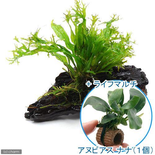 チャーム（charm） （水草）ミクロソリウム ウェンディロフ付 流木