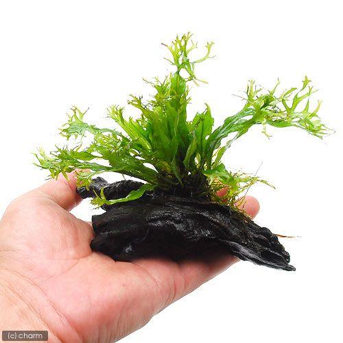 チャーム（charm） （水草）ミクロソリウム ウェンディロフ付 流木
