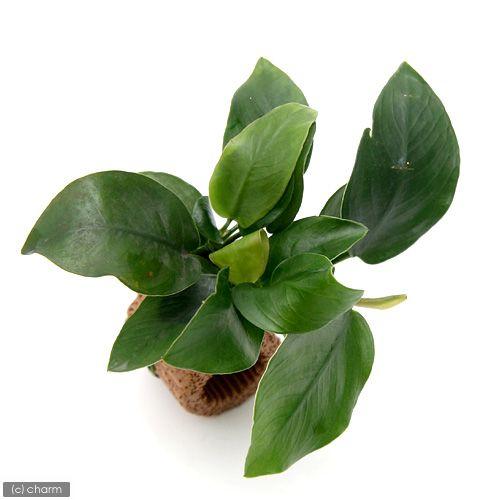 チャーム（charm） （水草）ミクロソリウム ウェンディロフ付 流木