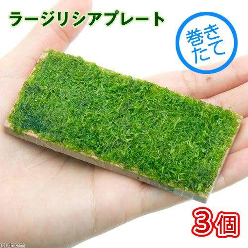 （水草）巻きたて　ラージリシアプレート（無農薬）（３個） | チャーム（ペット）