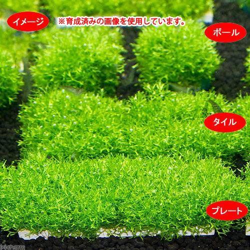 （水草）巻きたて　ラージリシアプレート（無農薬）（３個） | チャーム（ペット） | 01