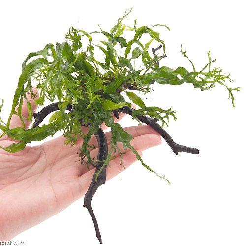 高級 水草 ミクロソリウム ウェンディロフ 枝状流木 ｓサイズ 約１０ｃｍ １本 Salenew