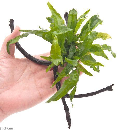 チャーム（charm） （水草）ミクロソリウム プテロプス ナロー付 枝状