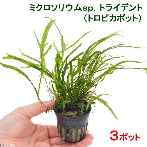 チャーム（charm） （水草）ミクロソリウムsp．トライデント