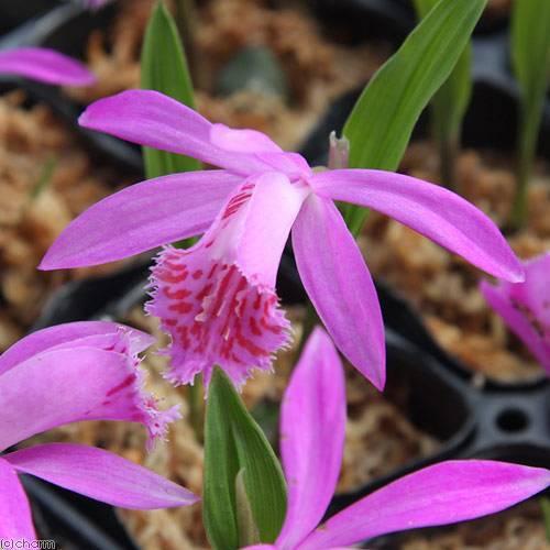 日本トキソウ【3.5号ポット】6点 日本トキソウ【3.5号ポット】 : 五所